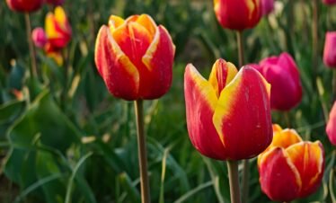 tulip garden